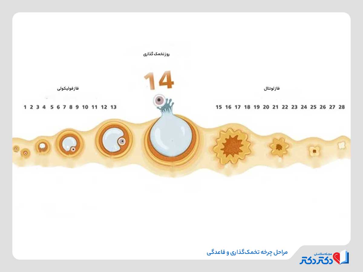 مراحل چرخه تخمک‌گذاری و قاعدگی 