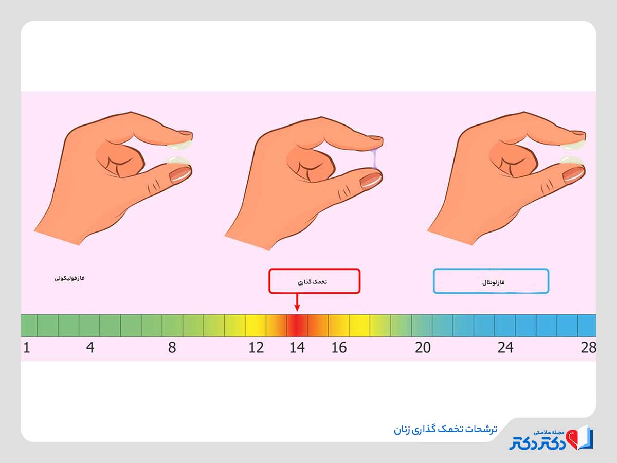 عکس ترشحات تخمک‌ گذاری