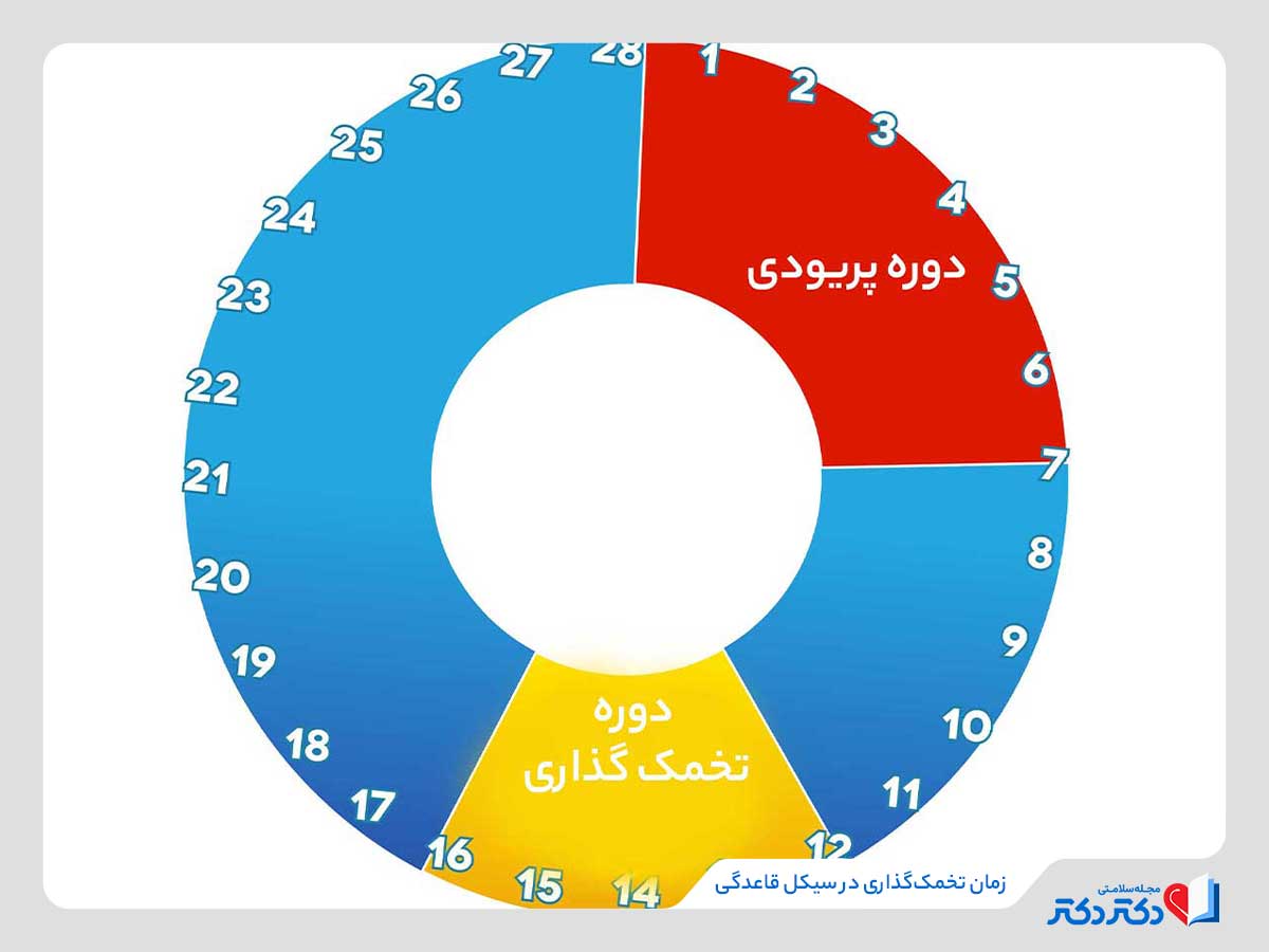 چه زمانی تخمک‌گذاری اتفاق می‌افتد؟