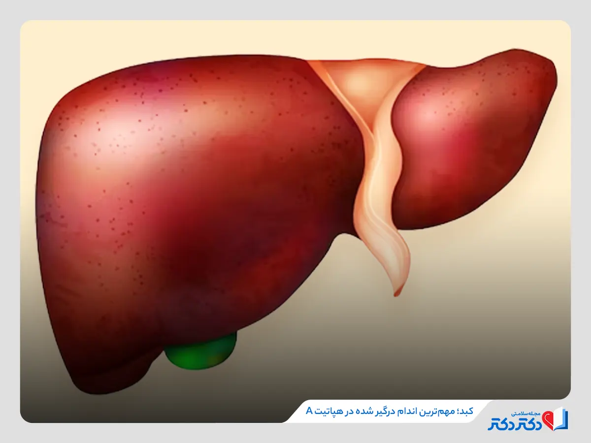 کبد اصلی‌ترین عضو درگیر شده در هپاتیت a